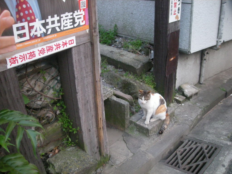 みけねこ