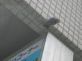 [金沢区][動物]燕がやってきた