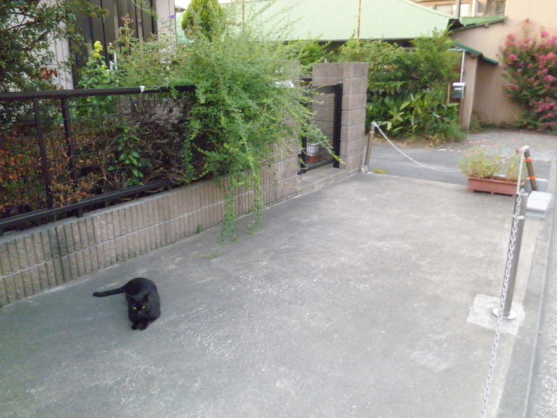 くろねこ