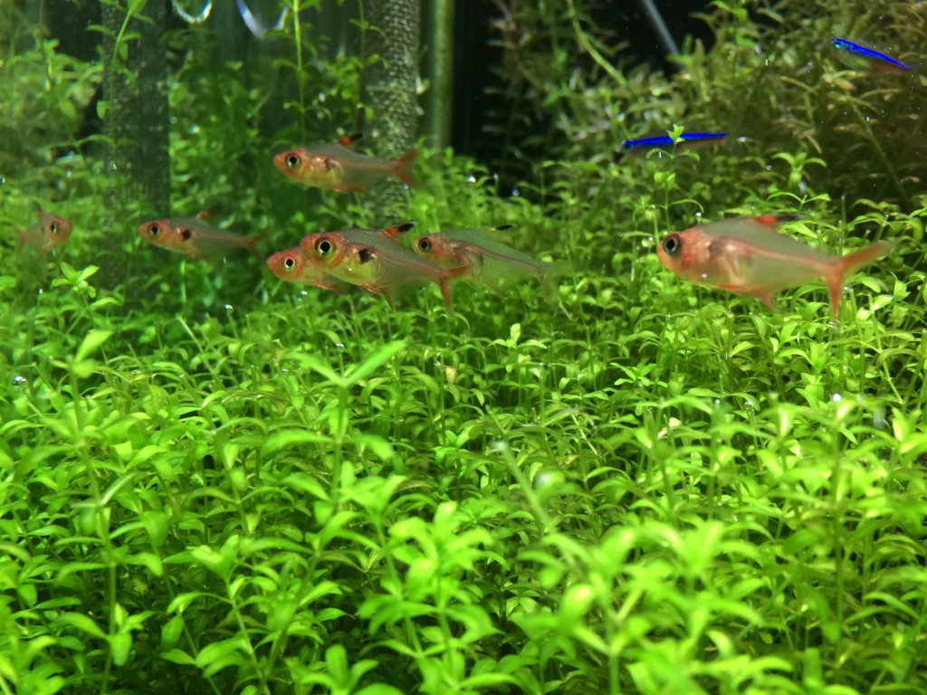 レッドファントムテトラ ルブラ いろんな魚と暮らす レッドファントムテトラ ルブラ いろんな魚と暮らす