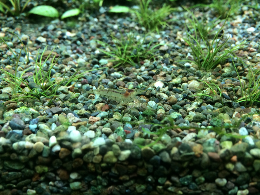 ミナミヌマエビ いろんな魚と暮らす