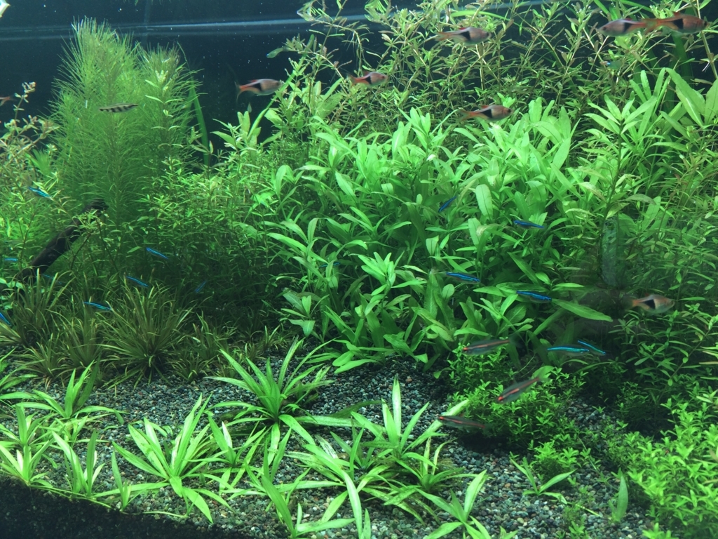 グローライトテトラ いろんな魚と暮らす