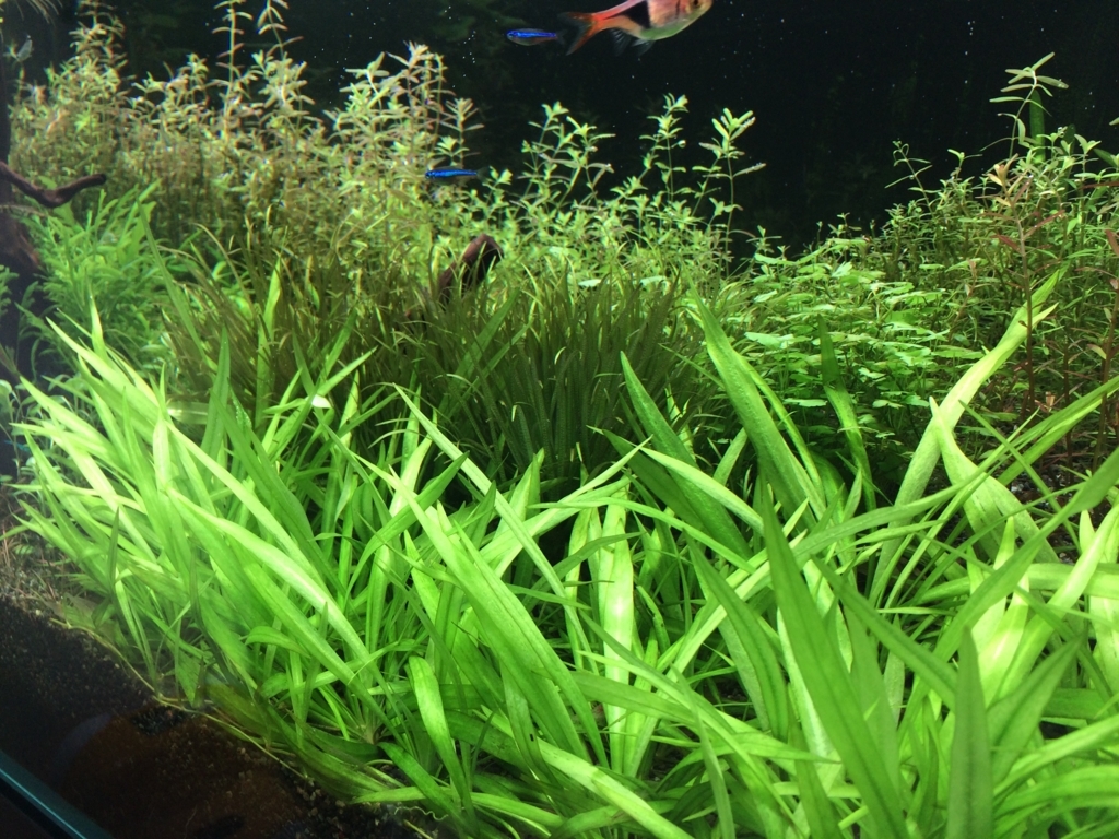 いろんな魚と暮らす