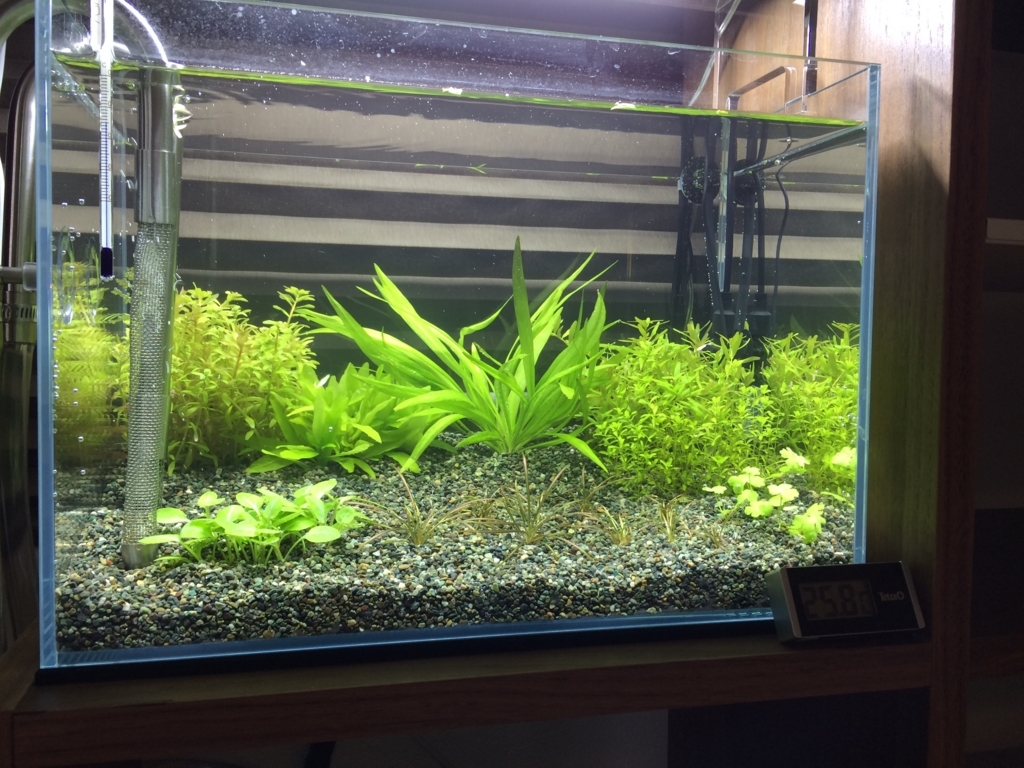 いろんな魚と暮らす