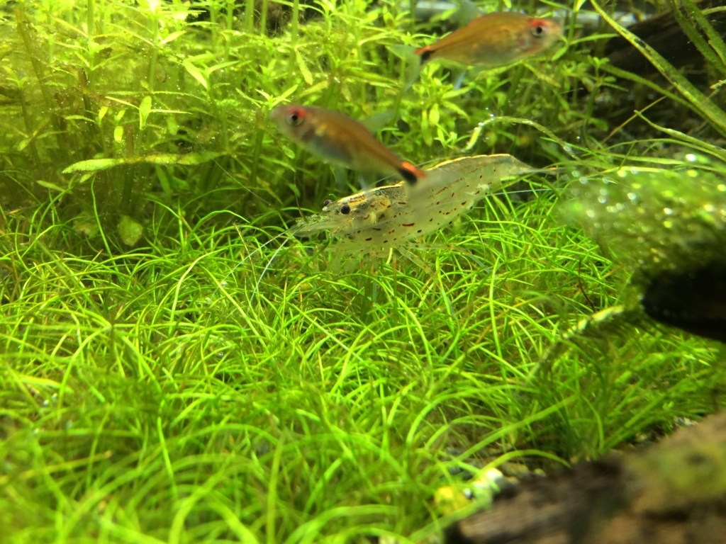 流木とエビ追加 いろんな魚と暮らす