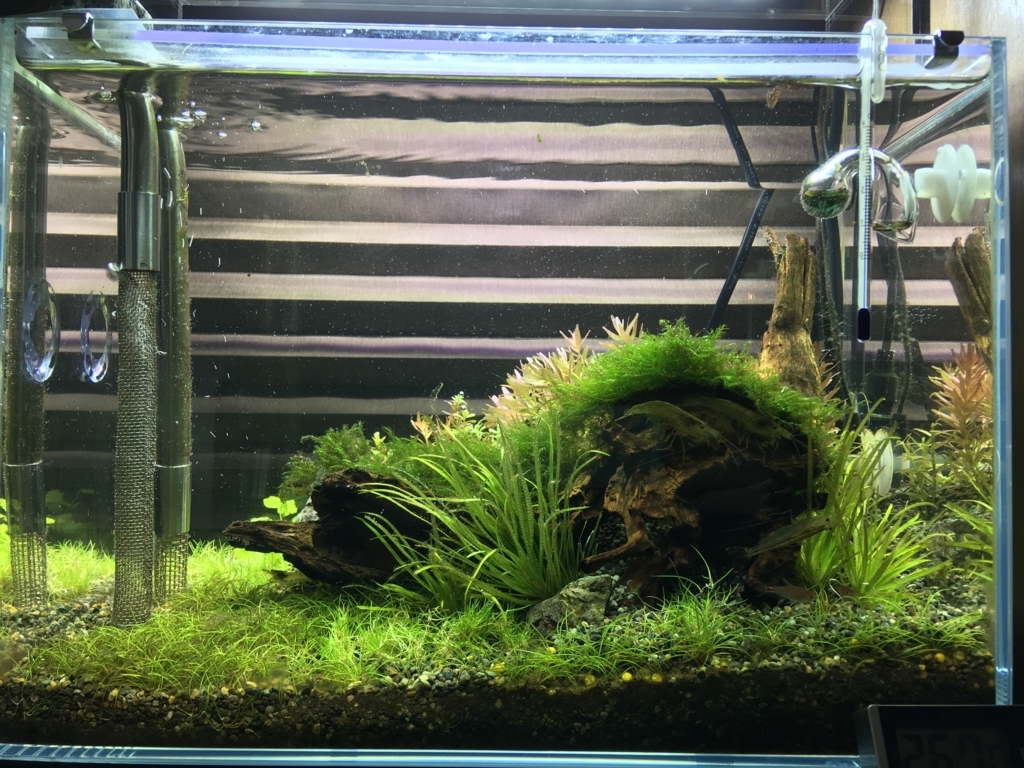 半リセット いろんな魚と暮らす