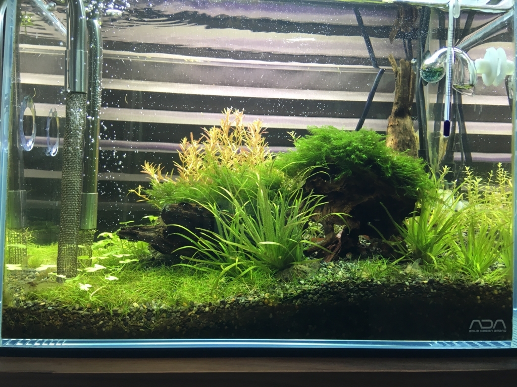 トリミング 差し戻し いろんな魚と暮らす
