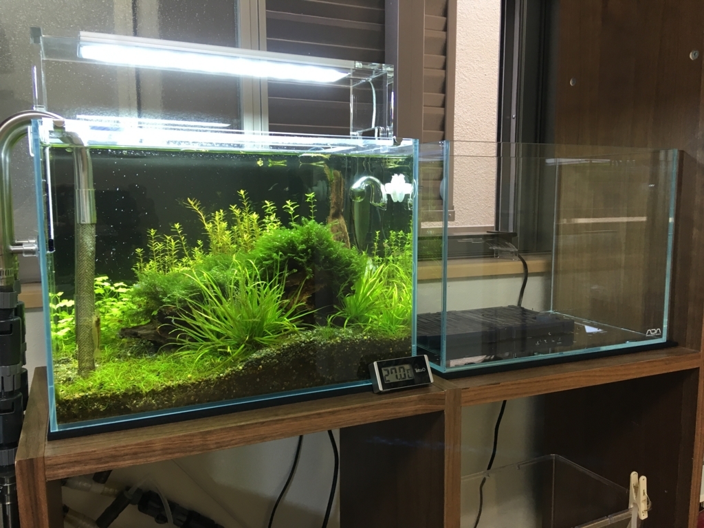 ヨシノボリ水槽立ち上げ いろんな魚と暮らす