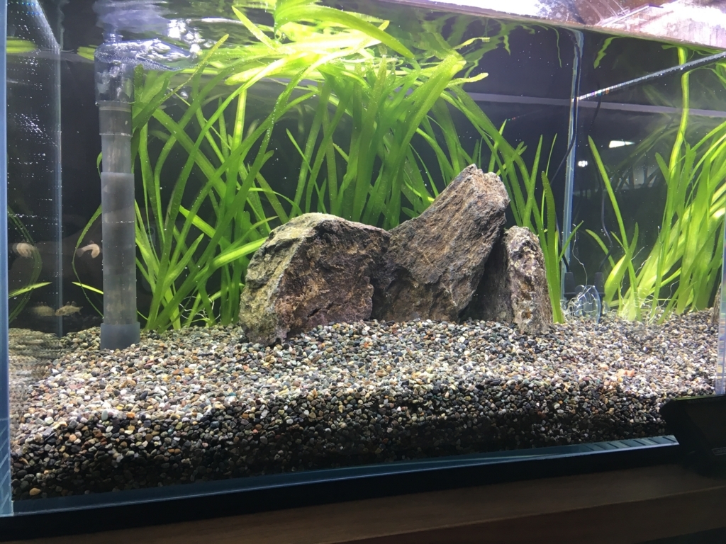 ヨシノボリ水槽立ち上げ いろんな魚と暮らす