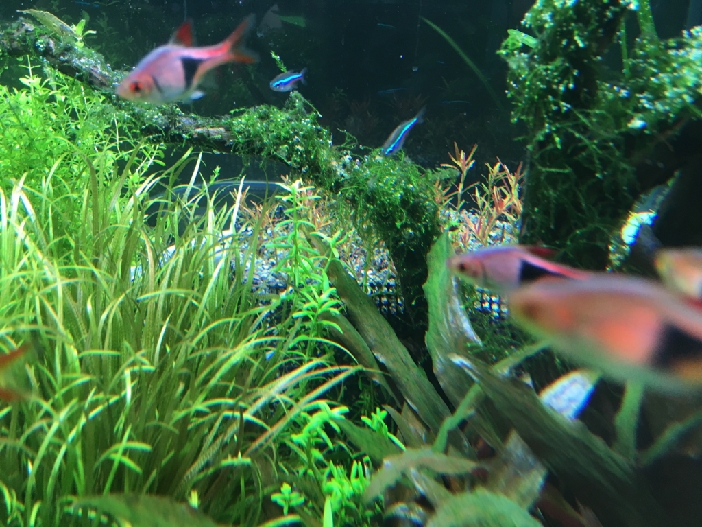 底床の底上げ いろんな魚と暮らす