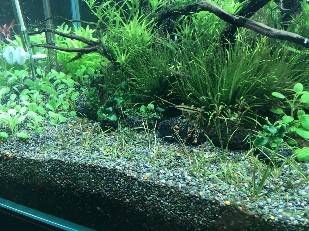 前景草の植え直し いろんな魚と暮らす