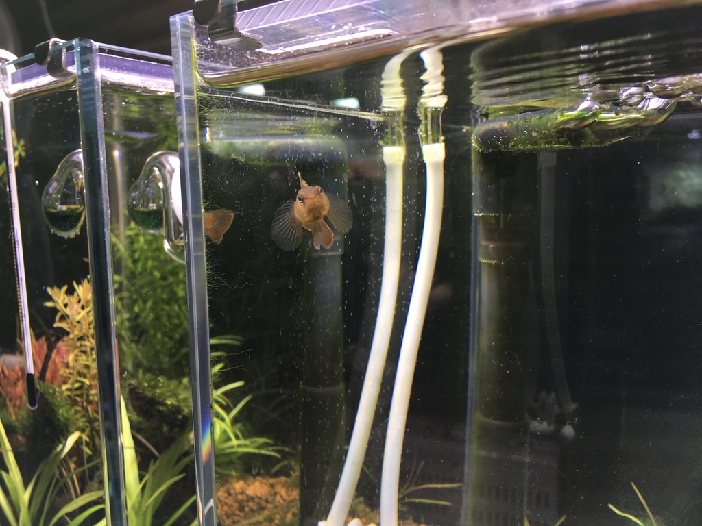 溶けた いろんな魚と暮らす