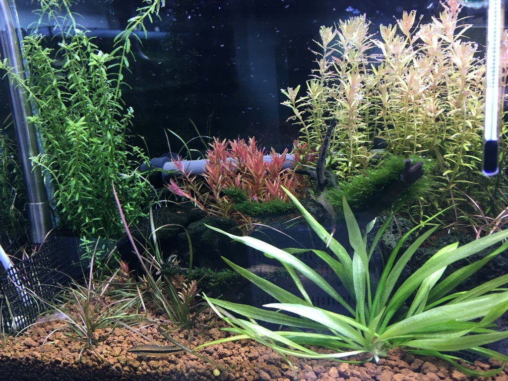 溶けた いろんな魚と暮らす