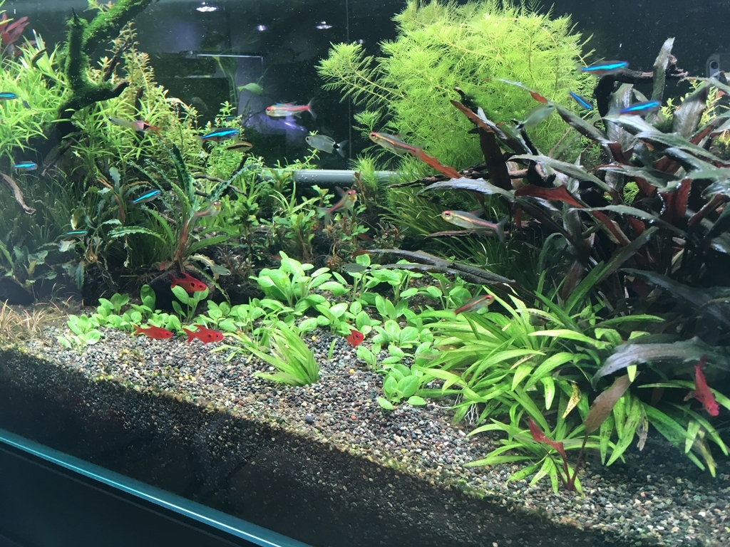 溶けた いろんな魚と暮らす