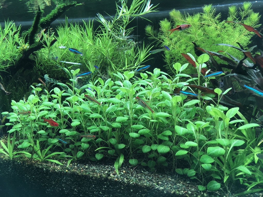 溶けた いろんな魚と暮らす