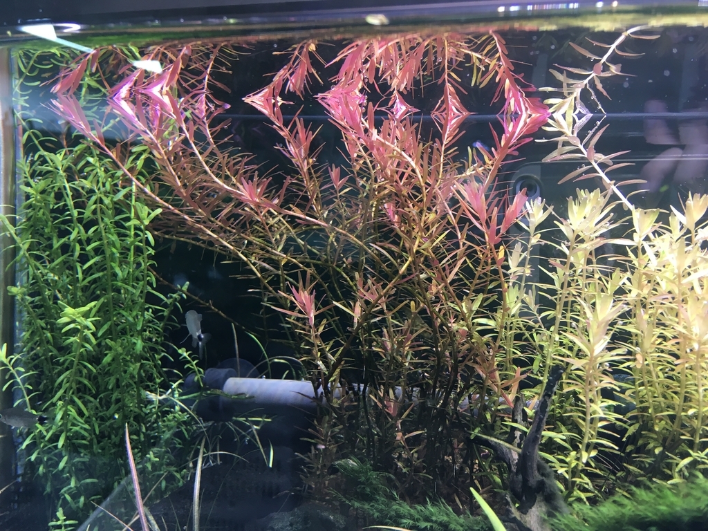 溶けた いろんな魚と暮らす