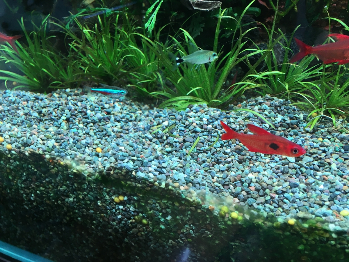 前景草撤去 いろんな魚と暮らす