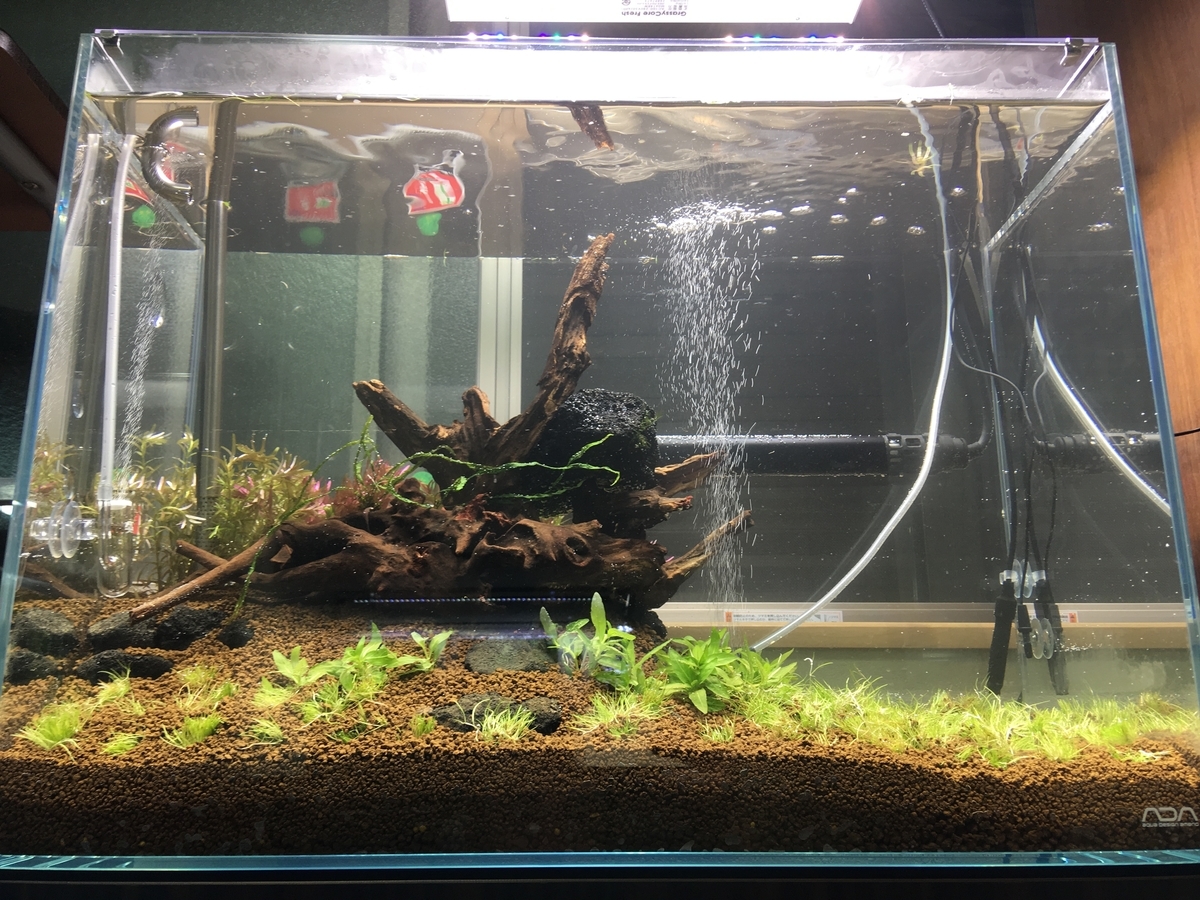 60cm水槽立ち上げ 植栽 注水編 いろんな魚と暮らす 60cm水槽立ち上げ 植栽 注水編 いろんな魚と暮らす
