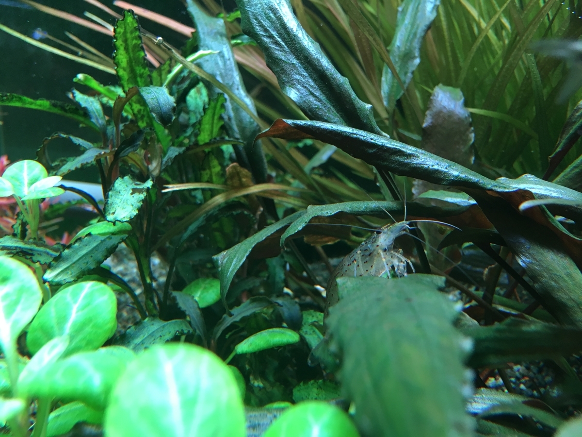 ヤマトヌマエビの効果 ２ いろんな魚と暮らす