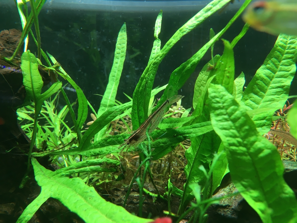 ヤマトヌマエビの効果 ２ いろんな魚と暮らす