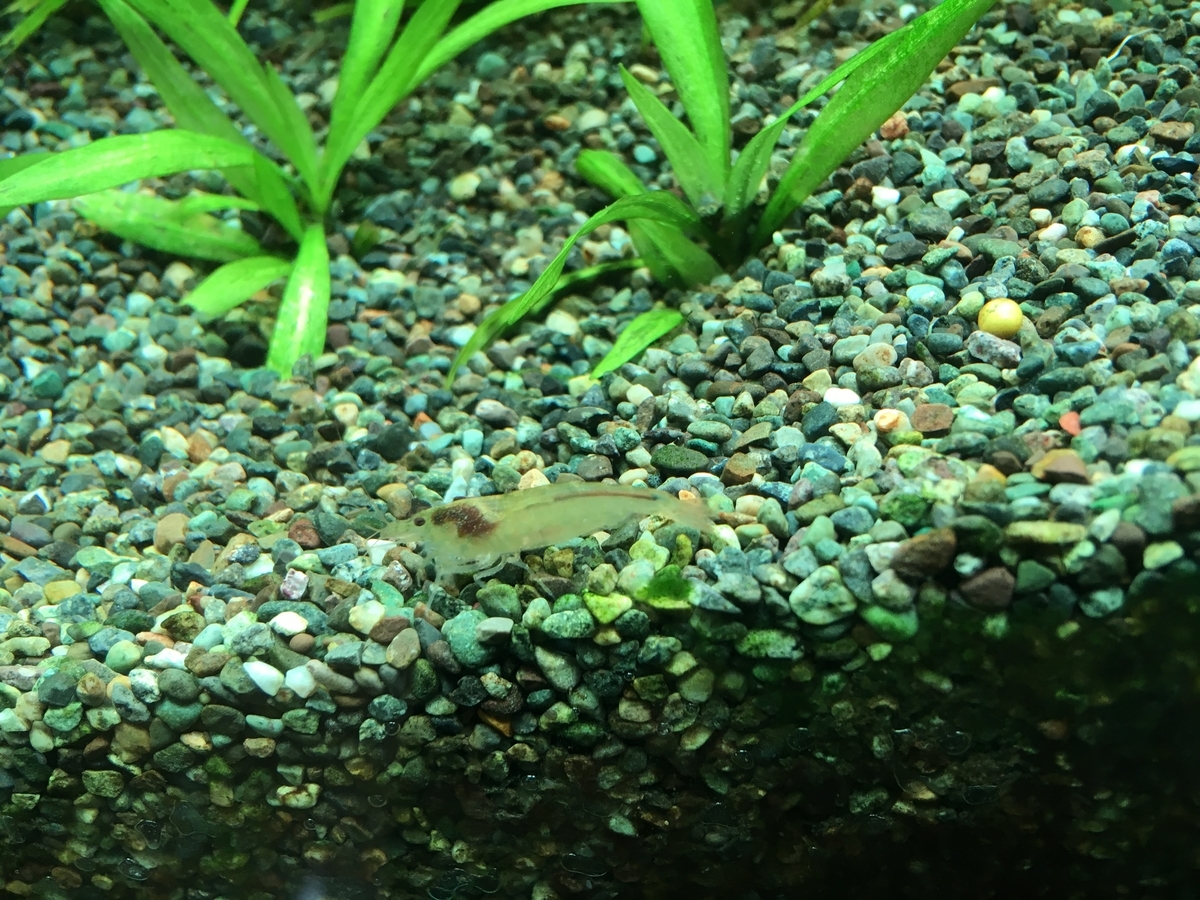 ヤマトヌマエビの効果 ２ いろんな魚と暮らす