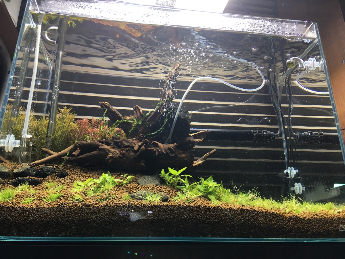 ヤマトヌマエビの効果 ２ いろんな魚と暮らす