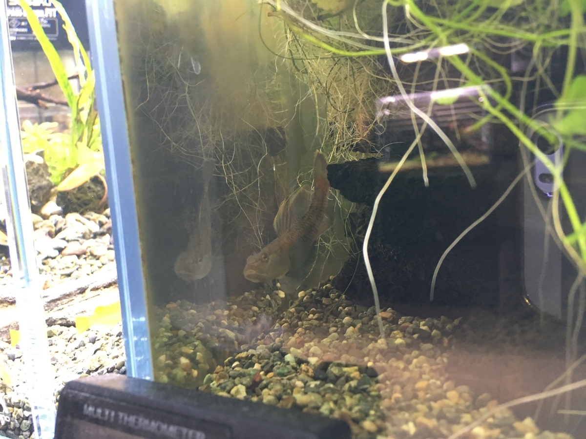 ヤマトヌマエビの効果 ２ いろんな魚と暮らす