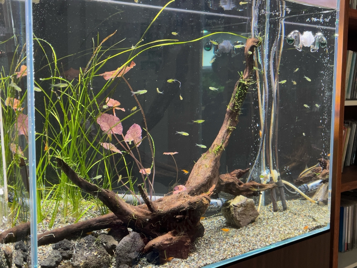 リセットして買い増す いろんな魚と暮らす