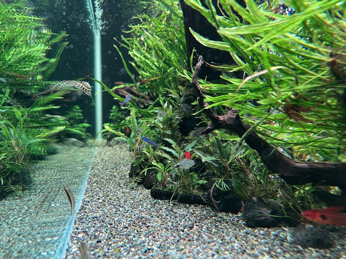 爆安 熱帯魚 テトラオーロ 2cm 4匹 Shipsctc Org