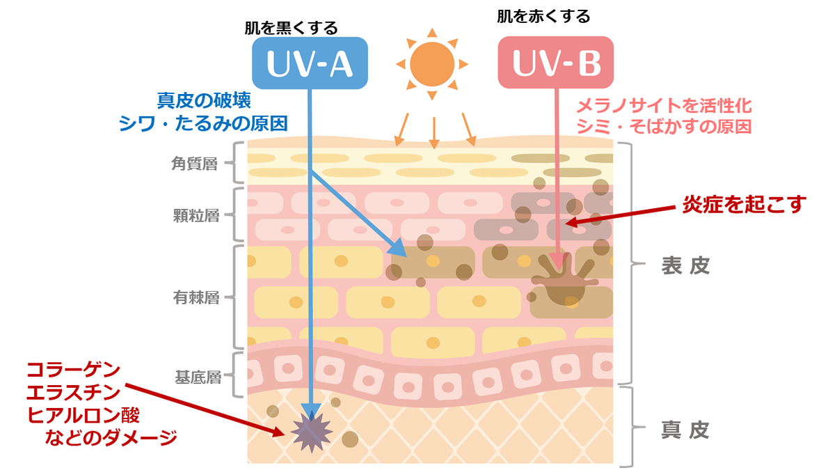 UVBは表皮でダメージ、UVAは真皮まで