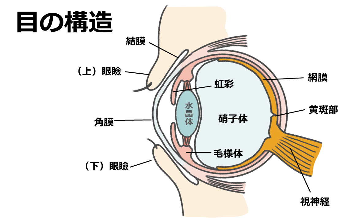 目の基本構造と働き