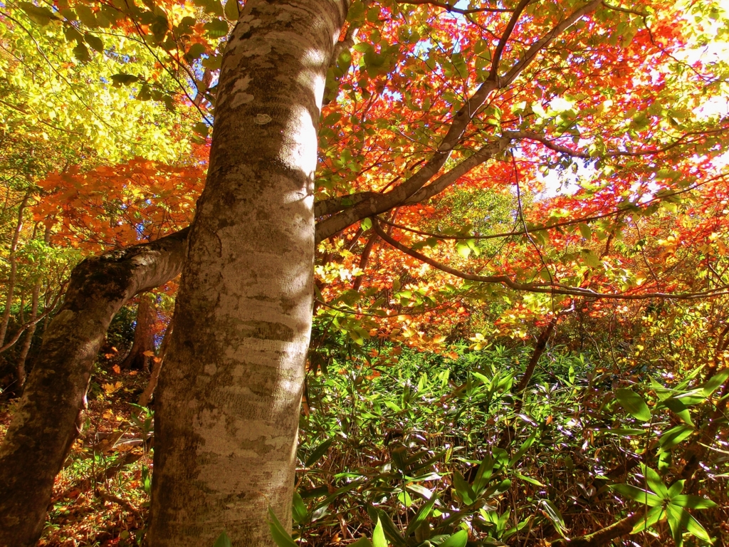 f:id:JKazy:20151008120128j:plain f:id:JKazy:20151008120128j:plain