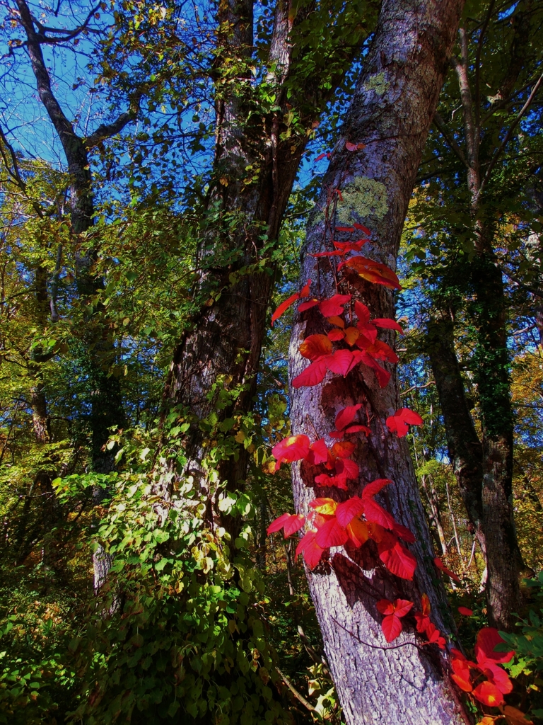 f:id:JKazy:20151008123911j:plain f:id:JKazy:20151008123911j:plain