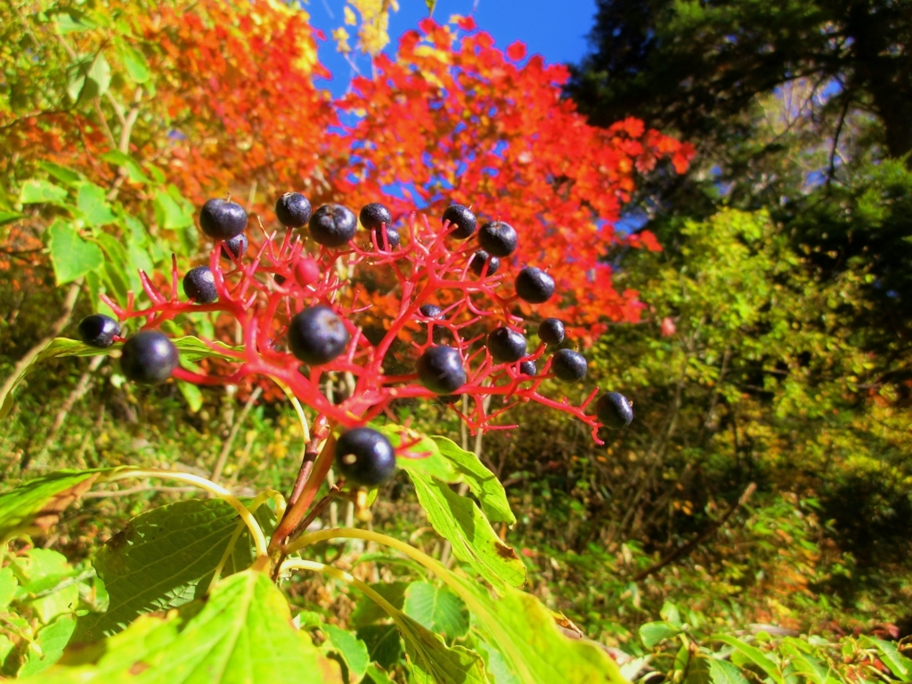 f:id:JKazy:20151008225727j:plain f:id:JKazy:20151008225727j:plain