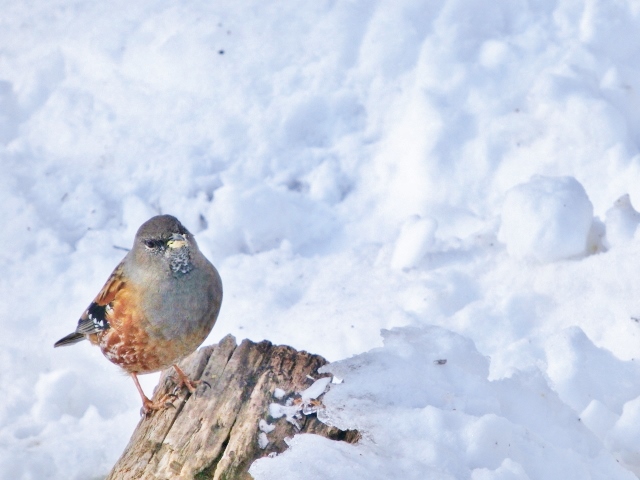 f:id:JKazy:20160126000907j:plain f:id:JKazy:20160126000907j:plain