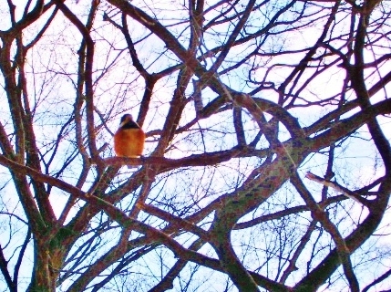 f:id:JKazy:20160126001134j:plain f:id:JKazy:20160126001134j:plain