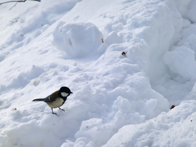 f:id:JKazy:20160126001213j:plain f:id:JKazy:20160126001213j:plain