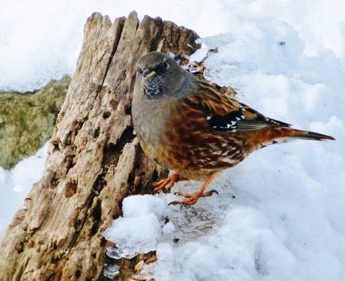 f:id:JKazy:20160126061959j:plain f:id:JKazy:20160126061959j:plain