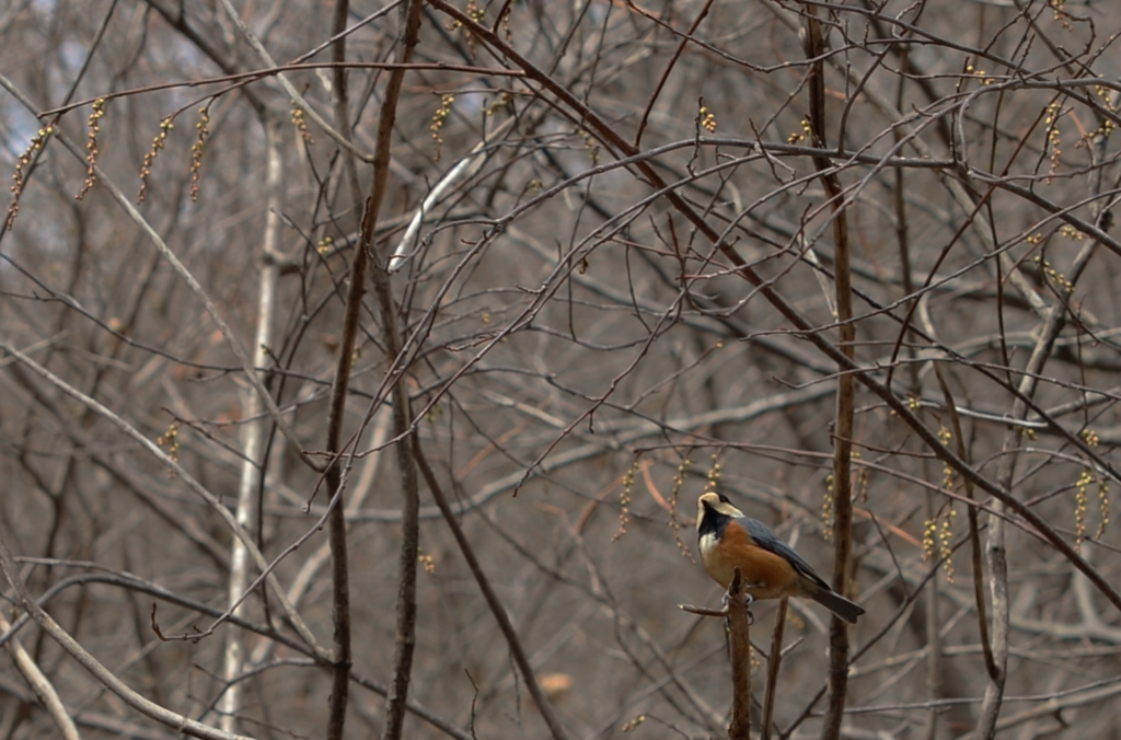 f:id:JKazy:20160320220152j:plain f:id:JKazy:20160320220152j:plain