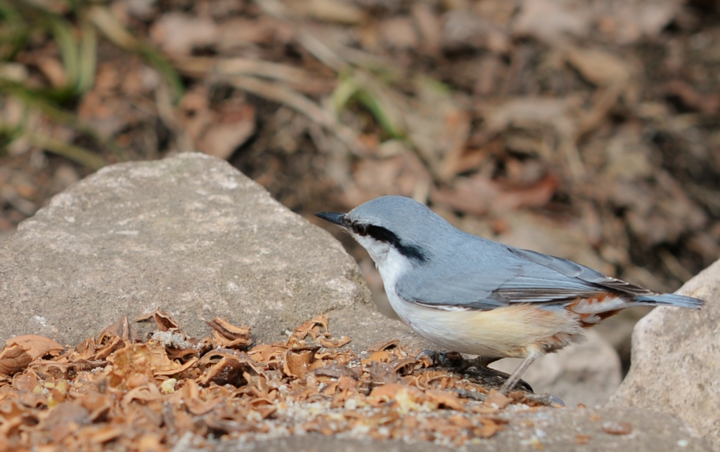 f:id:JKazy:20160320220456j:plain f:id:JKazy:20160320220456j:plain