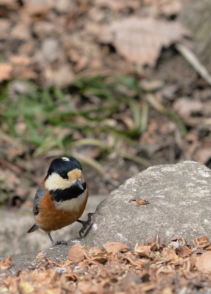 f:id:JKazy:20160320220636j:plain f:id:JKazy:20160320220636j:plain