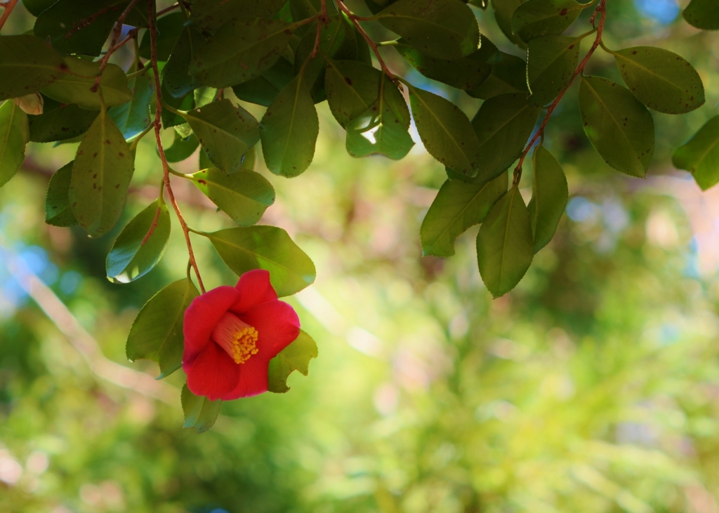 f:id:JKazy:20160321085852j:plain f:id:JKazy:20160321085852j:plain