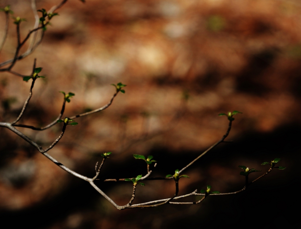 f:id:JKazy:20160321092546j:plain f:id:JKazy:20160321092546j:plain