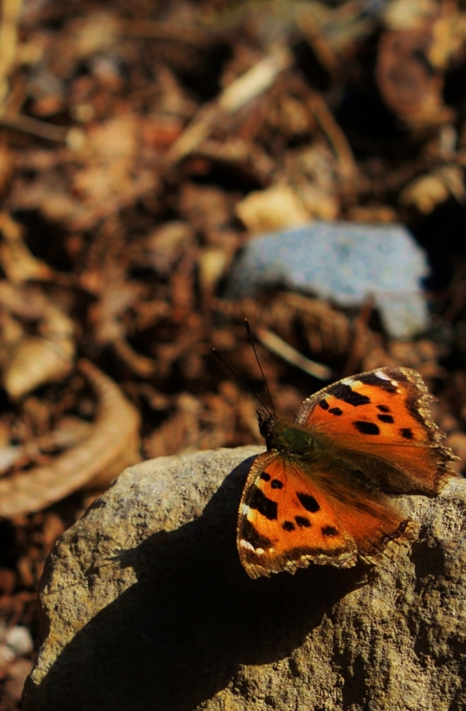 f:id:JKazy:20160321093530j:plain f:id:JKazy:20160321093530j:plain