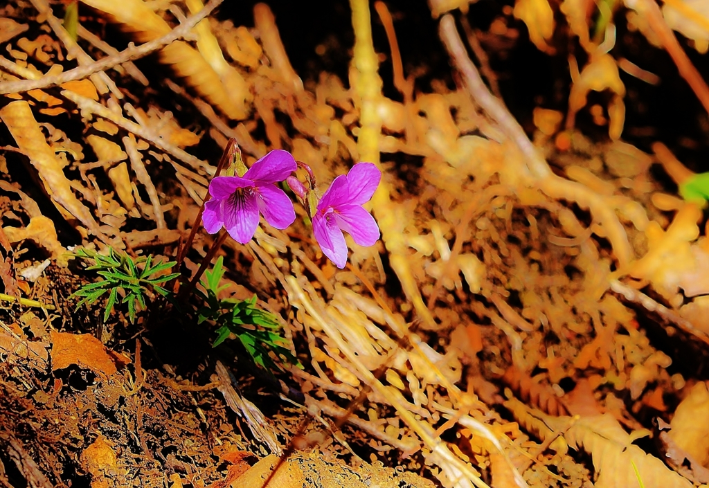 f:id:JKazy:20160420075231j:plain f:id:JKazy:20160420075231j:plain