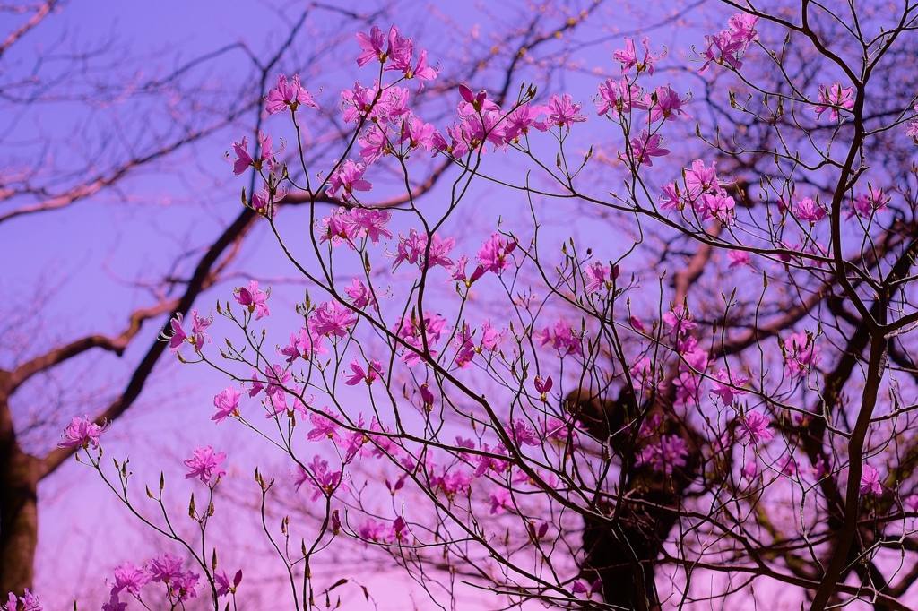 f:id:JKazy:20160420082430j:plain f:id:JKazy:20160420082430j:plain