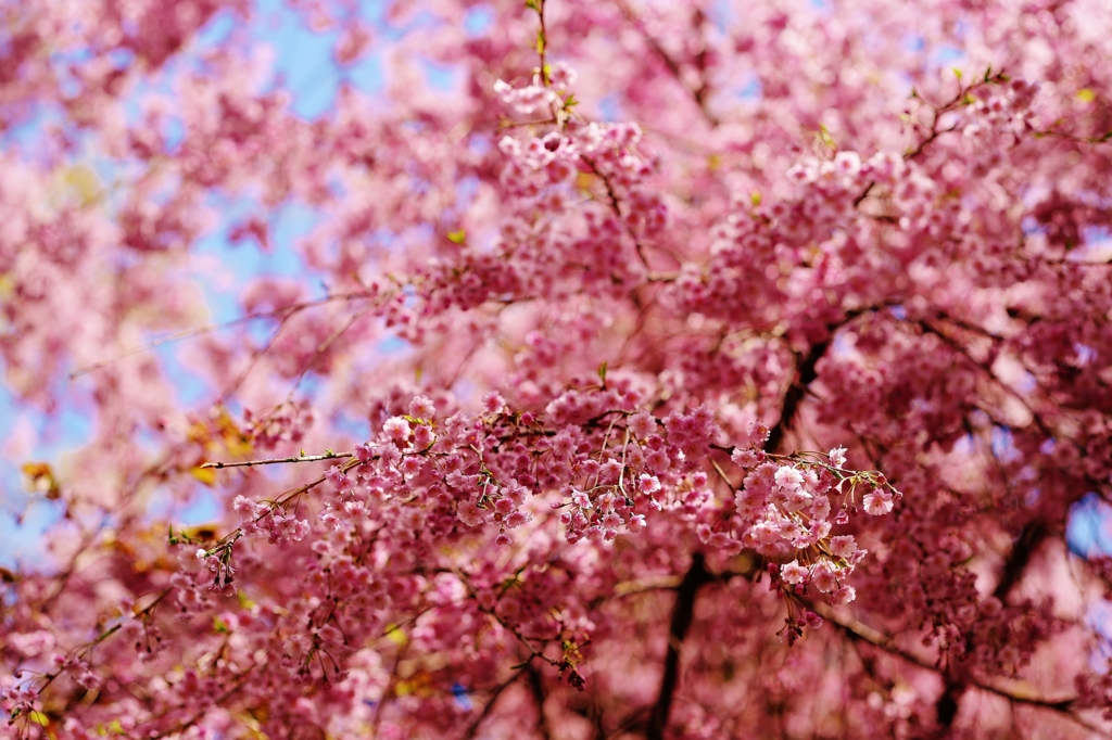 f:id:JKazy:20160420091056j:plain f:id:JKazy:20160420091056j:plain