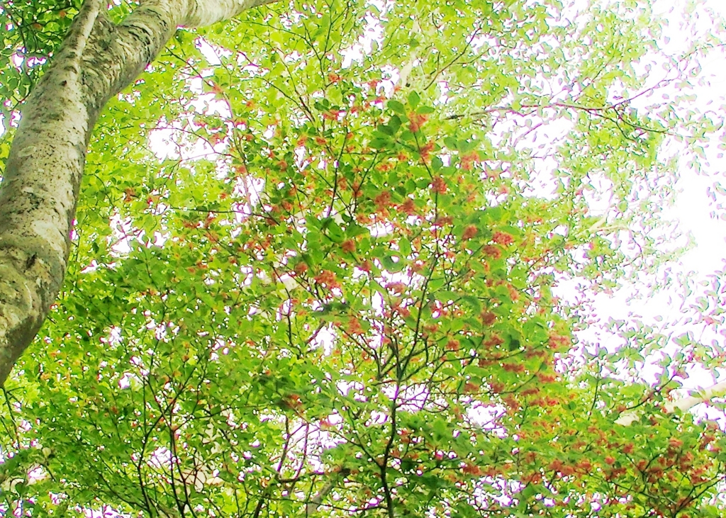 f:id:JKazy:20160625164513j:plain