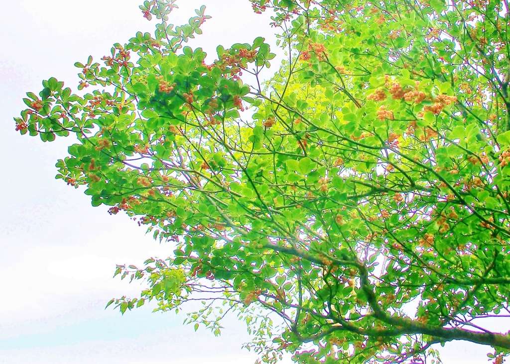 f:id:JKazy:20160625164539j:plain