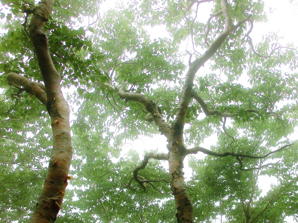 f:id:JKazy:20160630000303j:plain